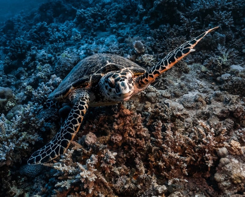 Scuba diving